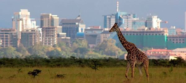 Kenya Nairobi Nairobi National Park Nairobi National Park Kenya - Nairobi - Kenya