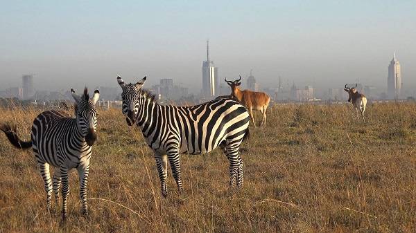 Kenya Nairobi Nairobi National Park Nairobi National Park Nairobi - Nairobi - Kenya
