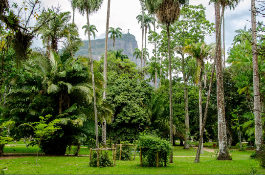 Brazil Rio De Janeiro Botanical Garden Botanical Garden Rio De Janeiro - Rio De Janeiro - Brazil
