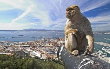 The Apes of Gibraltar