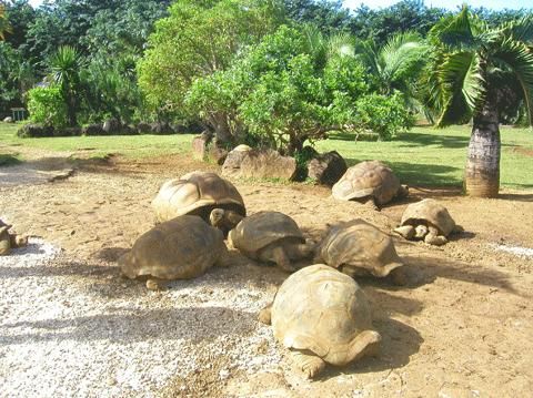 Mauritius Senneville Vanille Crocodile Park Vanille Crocodile Park Senneville - Senneville - Mauritius