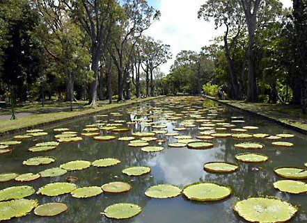 Mauritius Pamplemousse  Water Lilies Pond Water Lilies Pond Pamplemousses - Pamplemousse  - Mauritius