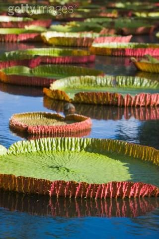 Mauritius Pamplemousse  Water Lilies Pond Water Lilies Pond Pamplemousses - Pamplemousse  - Mauritius