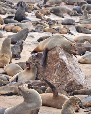 Namibia Swakopmund  Cape Cross Seals Reserve Cape Cross Seals Reserve Namibia - Swakopmund  - Namibia