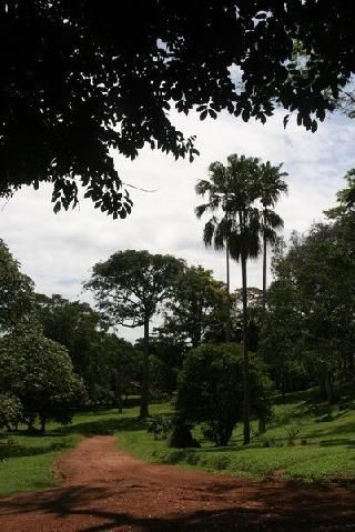 Uganda Kampala Botanical Garden Botanical Garden Kampala - Kampala - Uganda