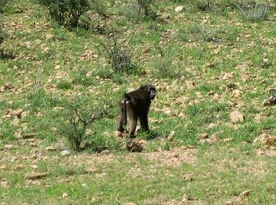 Namibia Windhoek  Daan Viljoen Animal Park Daan Viljoen Animal Park Khomas - Windhoek  - Namibia