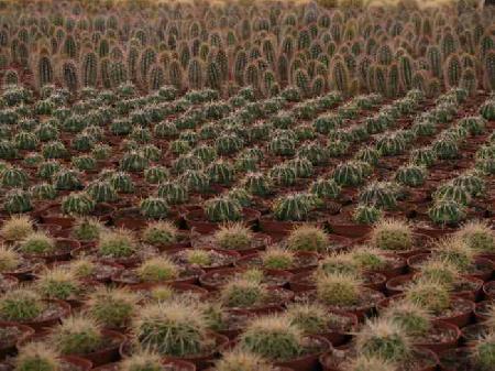 Cactus Aldea