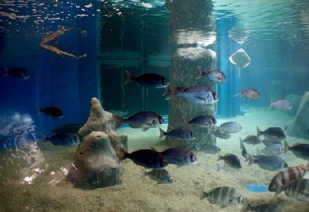 Galicia Aquarium