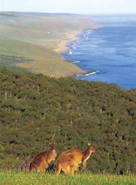 Australia  Kangaroo Island Kangaroo Island South Australia -  - Australia