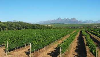 Restaurants in Stellenbosch  Where to eat in Stellenbosch  Restaurants in Stellenbosch  Where to eat in Stellenbosch