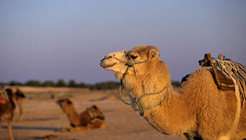 دليل مطاعم دوز أين تأكل فى دوز