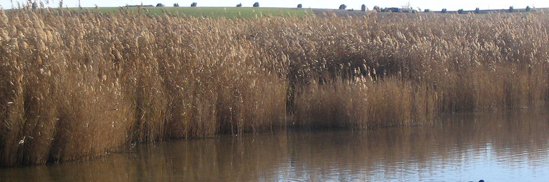 خريطه دايميل