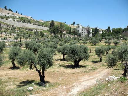 Israel Jerusalem - West Kidron Valley Kidron Valley Israel - Jerusalem - West - Israel