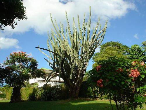Dominica Roseau Botanical Garden Botanical Garden Saint George - Roseau - Dominica