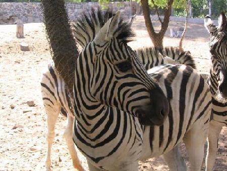 Hotels near Zoological Garden of Mendoza  Mendoza