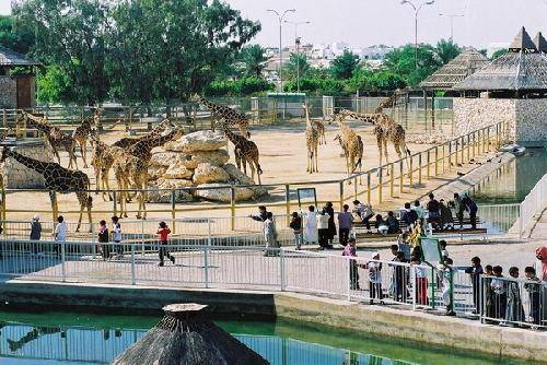 Qatar Doha Doha Zoo  Doha Zoo Doha - Doha - Qatar