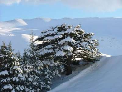 Barook Cedars