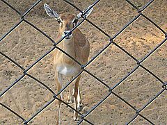 India Madras Guindy Deer Zoo Guindy Deer Zoo Chennai - Madras - India