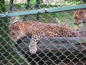 India Darjiling  DARJILING Zoo DARJILING Zoo Bangla - Darjiling  - India