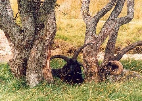 United Kingdom Lochinver Elphin´s Rare Breeds Farm Elphin´s Rare Breeds Farm Lochinver - Lochinver - United Kingdom