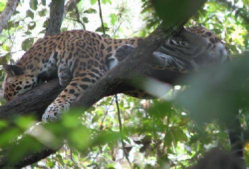 Belize Belmopan Belize Zoo Belize Zoo Belmopan - Belmopan - Belize