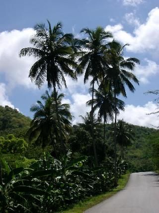 Antigua & Barbuda Saint John Fig Tree Drive Fig Tree Drive Saint John - Saint John - Antigua & Barbuda