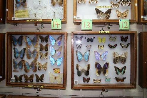 Honduras La Ceiba Butterfly and Insect Museum Butterfly and Insect Museum Atlantida - La Ceiba - Honduras