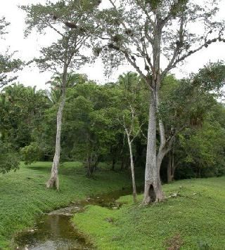 Corozal 