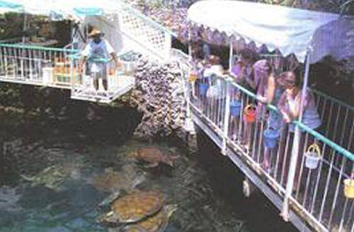 Bermuda Harrington Sound Aquarium Aquarium Bermuda - Harrington Sound - Bermuda