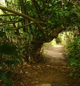 Bermuda Hamilton  Springfield Library & Gilbert Nature Reserve Springfield Library & Gilbert Nature Reserve Bermuda - Hamilton  - Bermuda