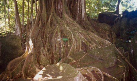 Basse Terre