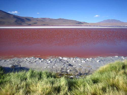 Bolivia Chiguana Colorada Lagoon Colorada Lagoon Oruro - Chiguana - Bolivia