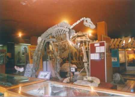 Mexico Delicias Palaeontology Museum Palaeontology Museum Delicias - Delicias - Mexico