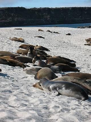 Galapagos