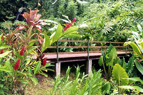 French Polynesia Tahiti Coast Botanical Garden Botanical Garden French Polynesia - Tahiti Coast - French Polynesia