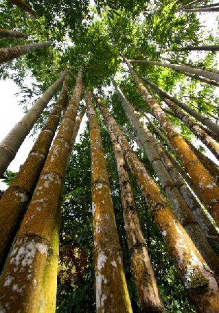 French Polynesia Tahiti Coast Botanical Garden Botanical Garden Tahiti Coast - Tahiti Coast - French Polynesia