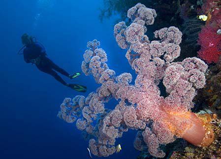 Indonesia  Banda  Islands Banda  Islands Indonesia -  - Indonesia