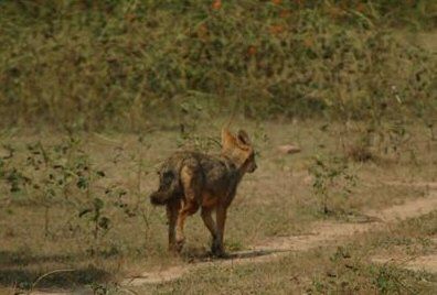 Panna National Park