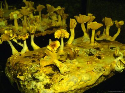 Mushroom Museum