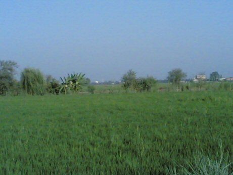مصر الشرقية = مصر الشرقية الشرقية الشرقية - - مصر