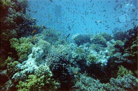 Red Sea