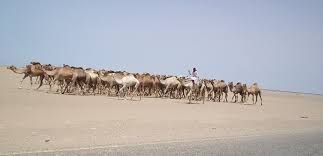 حلايب