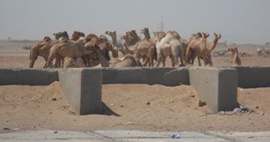 مصر  الشالاتين الشالاتين الشالاتين -  - مصر