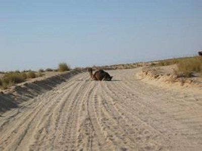 عنف الجمال