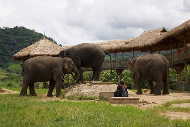 Thailand chengmai Natural Elephants Park Natural Elephants Park Thailand - chengmai - Thailand