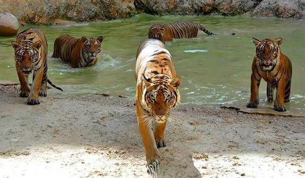 Thailand Kanchanaburi Temple of tigers Temple of tigers Kanchanaburi - Kanchanaburi - Thailand