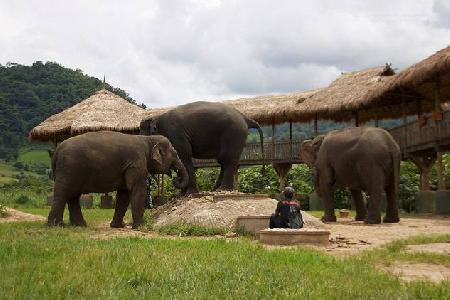 Hotels near Natural Elephants Park  chengmai