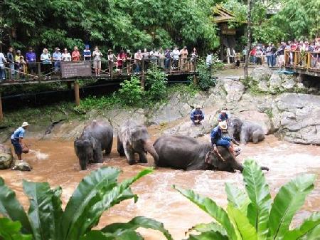 Hotels near Elephant Village  Pattaya