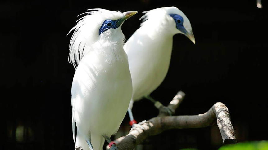 Singapore Singapore Jurong Birds Park Jurong Birds Park Singapore - Singapore - Singapore