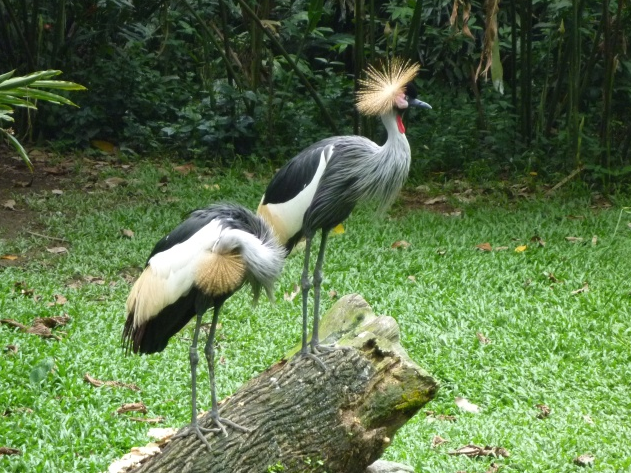 Singapore Singapore Jurong Birds Park Jurong Birds Park Singapore - Singapore - Singapore